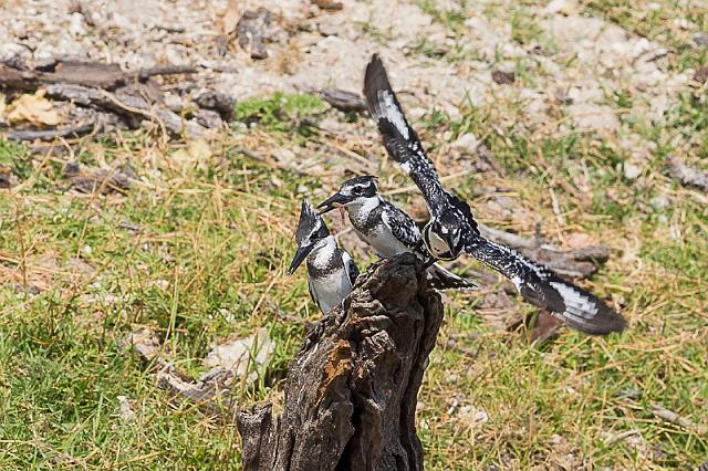 060 Botswana, Chobe NP, bonte ijsvogels.jpg